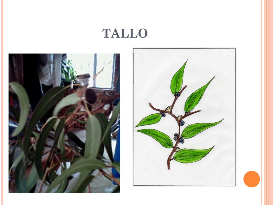tallo