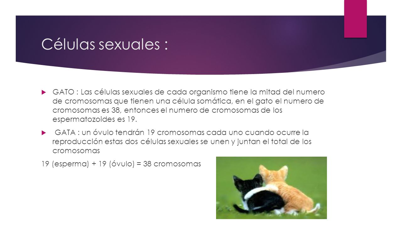 genero, células sexuales, reproducción ,etc. … - ppt descargar