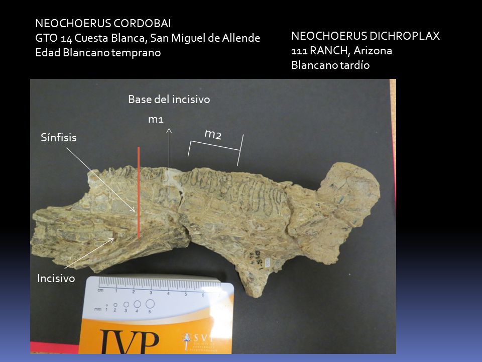m2 NEOCHOERUS CORDOBAI GTO 14 Cuesta Blanca, San Miguel de Allende