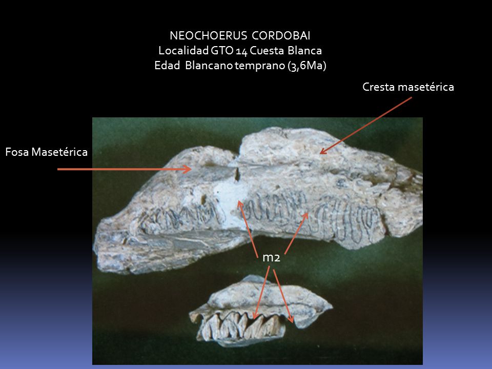 m2 NEOCHOERUS CORDOBAI Localidad GTO 14 Cuesta Blanca