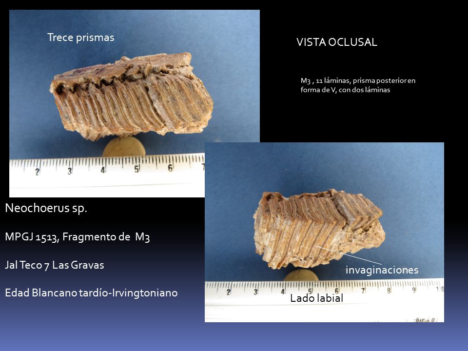Neochoerus sp. Trece prismas VISTA OCLUSAL MPGJ 1513, Fragmento de M3