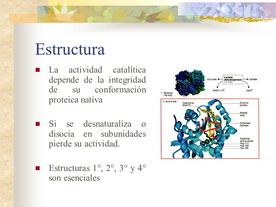 Estructura La actividad catalítica depende de la integridad de su conformación proteica nativa.