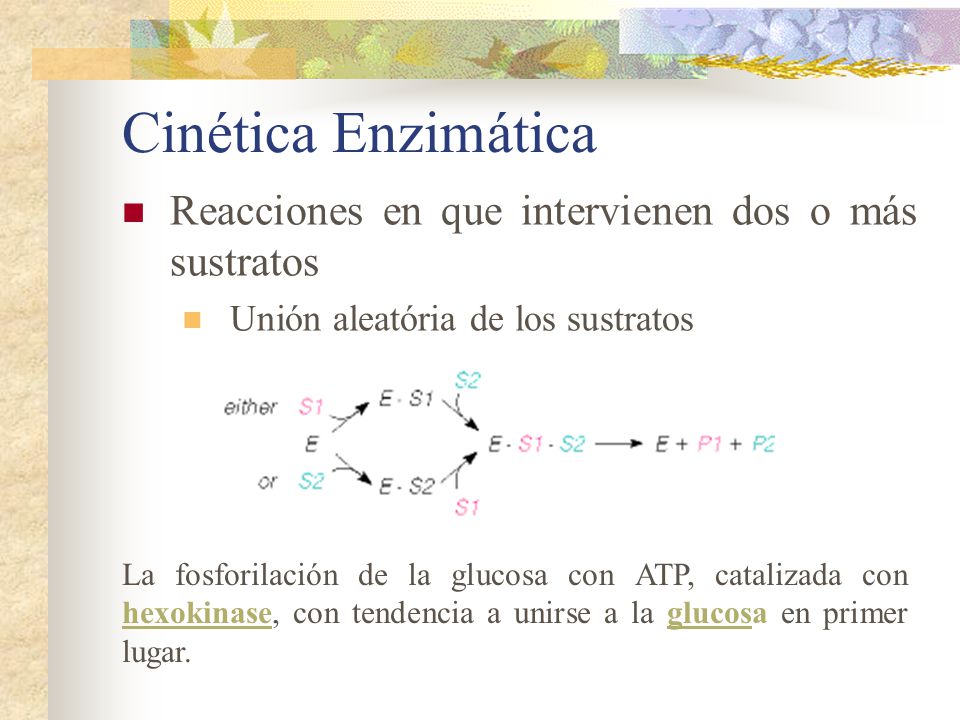 Cinética Enzimática Reacciones en que intervienen dos o más sustratos
