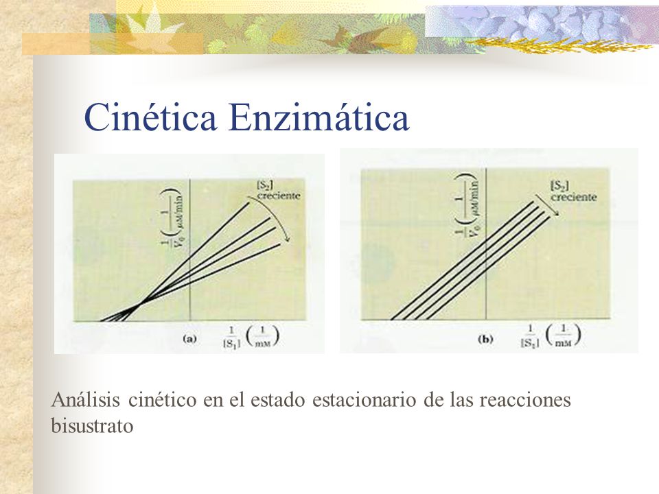 Cinética Enzimática Análisis cinético en el estado estacionario de las reacciones bisustrato