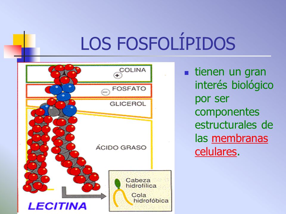 LOS FOSFOLÍPIDOS tienen un gran interés biológico por ser componentes estructurales de las membranas celulares.