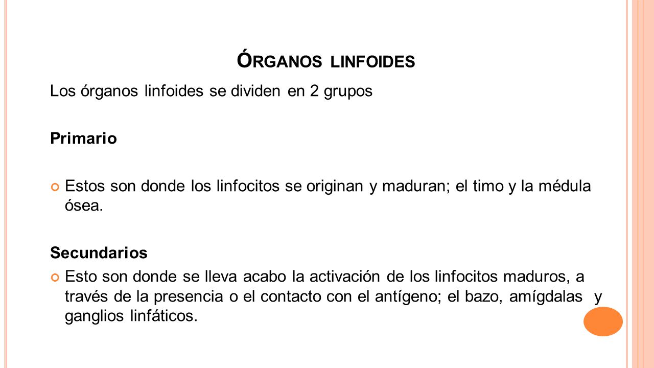 Órganos linfoides Los órganos linfoides se dividen en 2 grupos