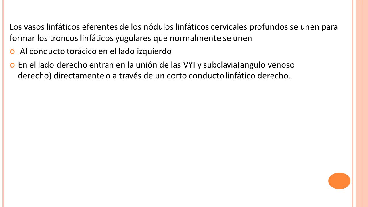 Los vasos linfáticos eferentes de los nódulos linfáticos cervicales profundos se unen para formar los troncos linfáticos yugulares que normalmente se unen