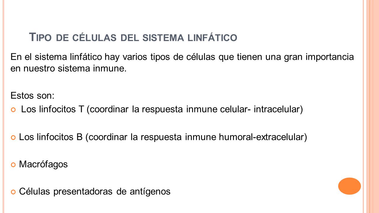 Tipo de células del sistema linfático