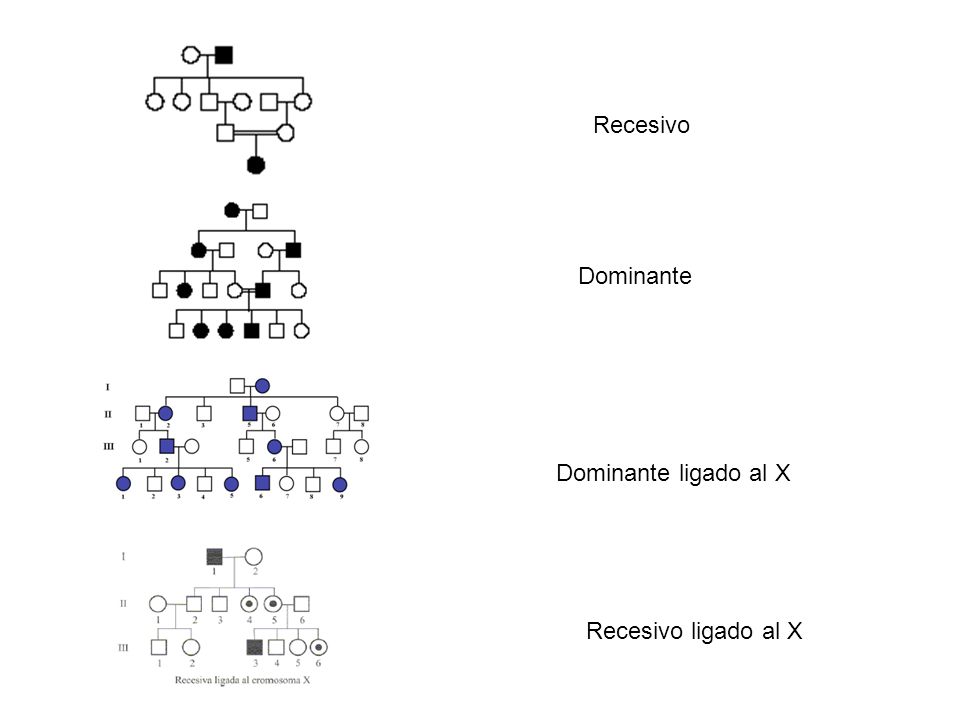 Recesivo Dominante Dominante ligado al X Recesivo ligado al X