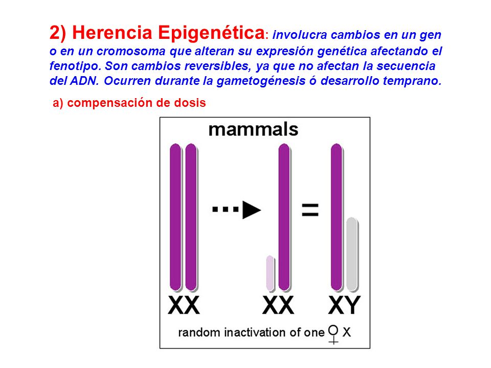 2) Herencia Epigenética: involucra cambios en un gen o en un cromosoma que alteran su expresión genética afectando el fenotipo. Son cambios reversibles, ya que no afectan la secuencia del ADN. Ocurren durante la gametogénesis ó desarrollo temprano.