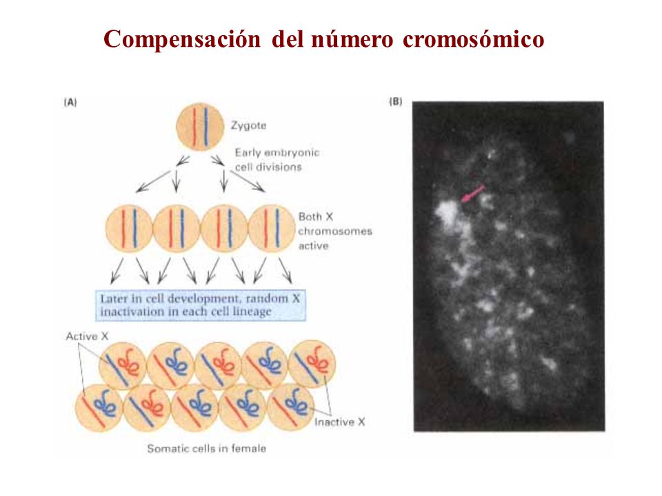 Compensación del número cromosómico