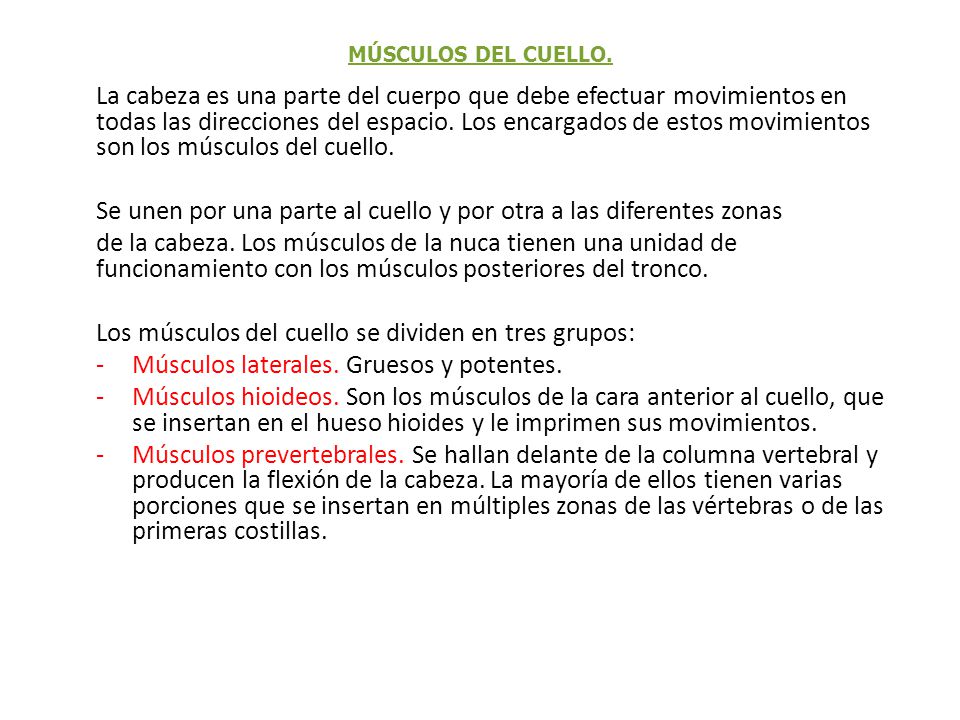 Se unen por una parte al cuello y por otra a las diferentes zonas