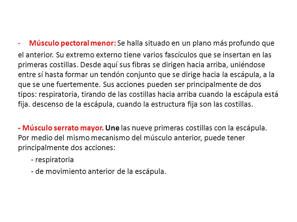 Músculo pectoral menor: Se halla situado en un plano más profundo que