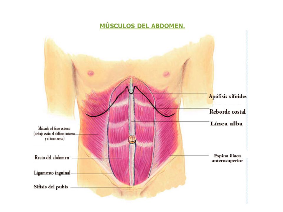 MÚSCULOS DEL ABDOMEN.
