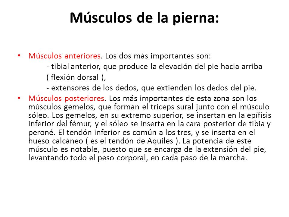 Músculos de la pierna: Músculos anteriores. Los dos más importantes son: - tibial anterior, que produce la elevación del pie hacia arriba.
