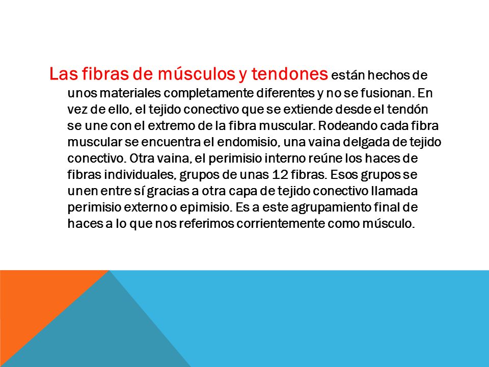 Las fibras de músculos y tendones están hechos de unos materiales completamente diferentes y no se fusionan.
