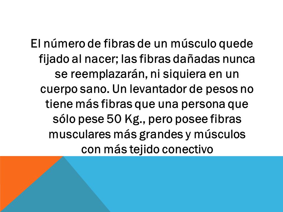 El número de fibras de un músculo quede fijado al nacer; las fibras dañadas nunca se reemplazarán, ni siquiera en un cuerpo sano.