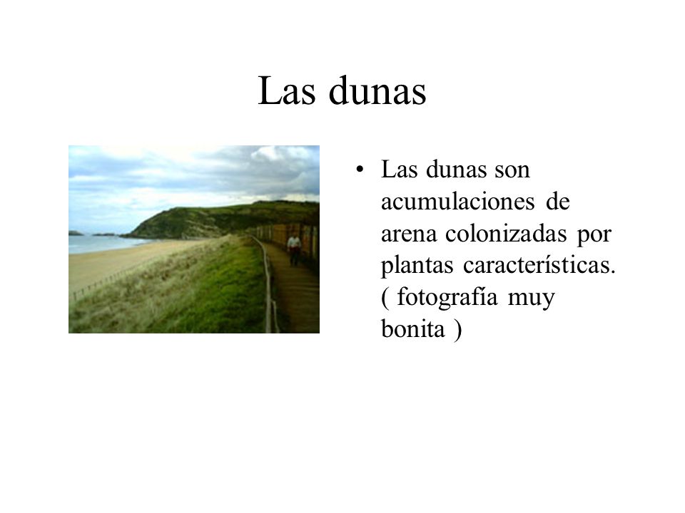 Las dunas Las dunas son acumulaciones de arena colonizadas por plantas características.