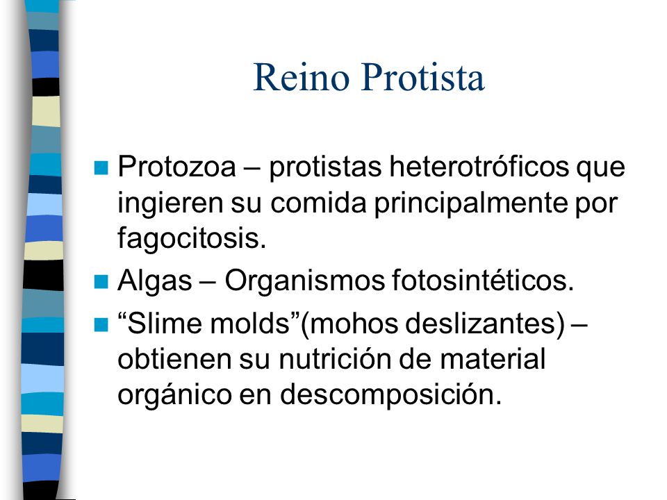 Reino Protista Protozoa – protistas heterotróficos que ingieren su comida principalmente por fagocitosis.