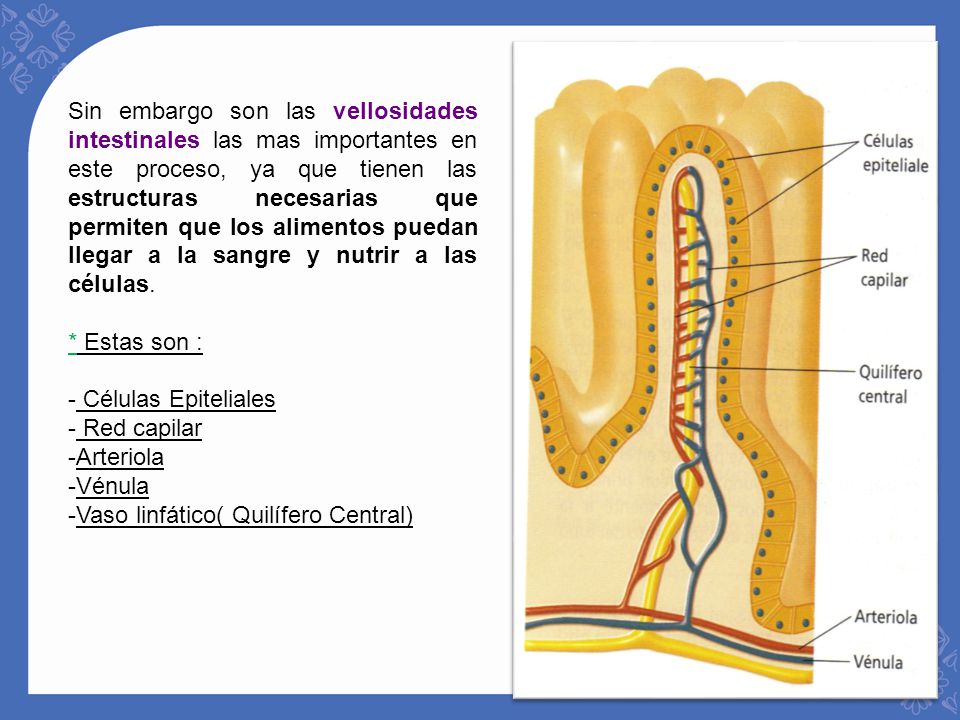 Sin embargo son las vellosidades intestinales las mas importantes en este proceso, ya que tienen las estructuras necesarias que permiten que los alimentos puedan llegar a la sangre y nutrir a las células.
