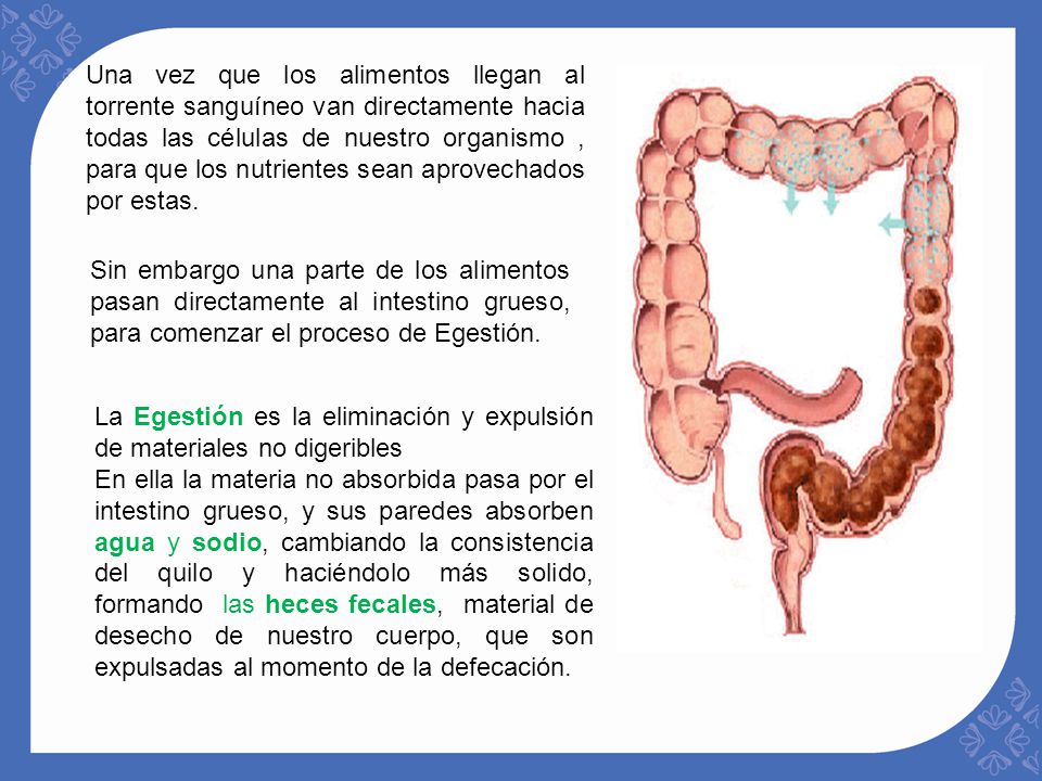 Una vez que los alimentos llegan al torrente sanguíneo van directamente hacia todas las células de nuestro organismo , para que los nutrientes sean aprovechados por estas.