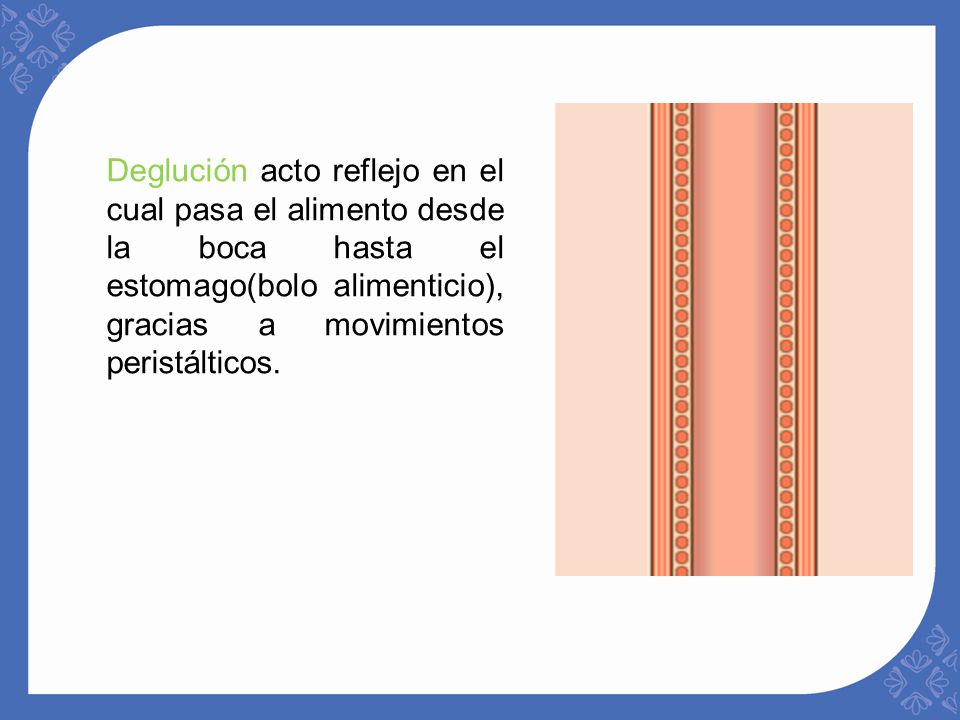 Deglución acto reflejo en el cual pasa el alimento desde la boca hasta el estomago(bolo alimenticio), gracias a movimientos peristálticos.