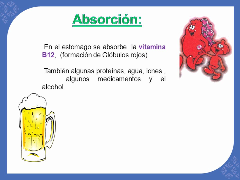 Absorción: En el estomago se absorbe la vitamina B12, (formación de Glóbulos rojos).