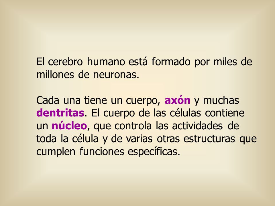 El cerebro humano está formado por miles de millones de neuronas.