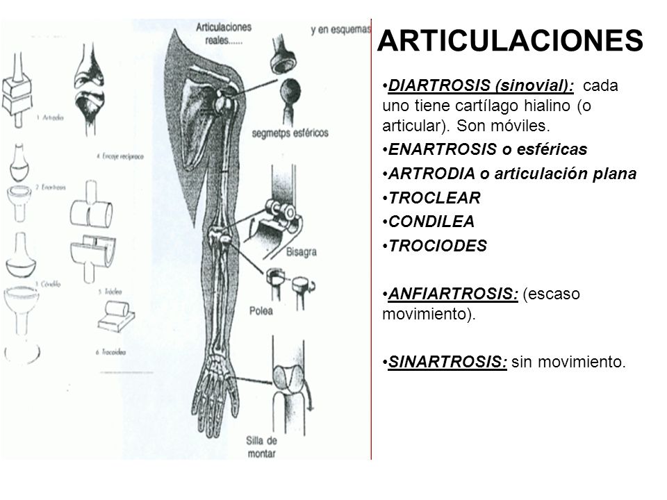 ARTICULACIONES DIARTROSIS (sinovial): cada uno tiene cartílago hialino (o articular). Son móviles.