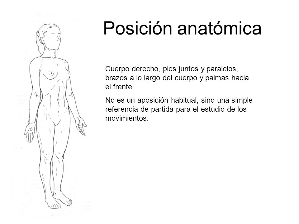 Posición anatómica Cuerpo derecho, pies juntos y paralelos, brazos a lo largo del cuerpo y palmas hacia el frente.