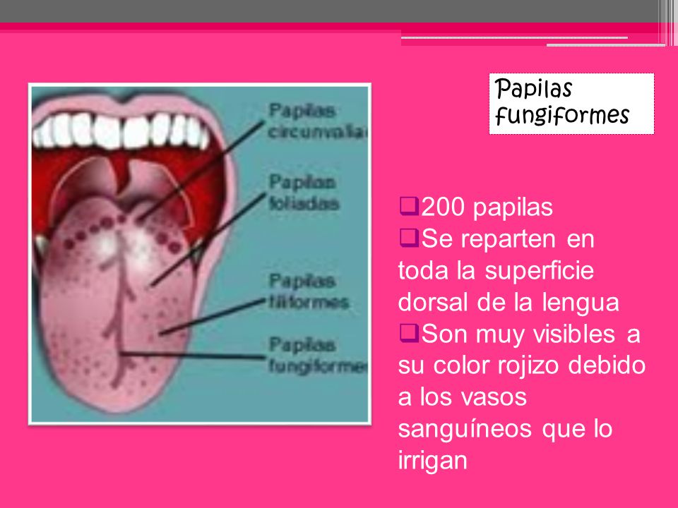 Se reparten en toda la superficie dorsal de la lengua