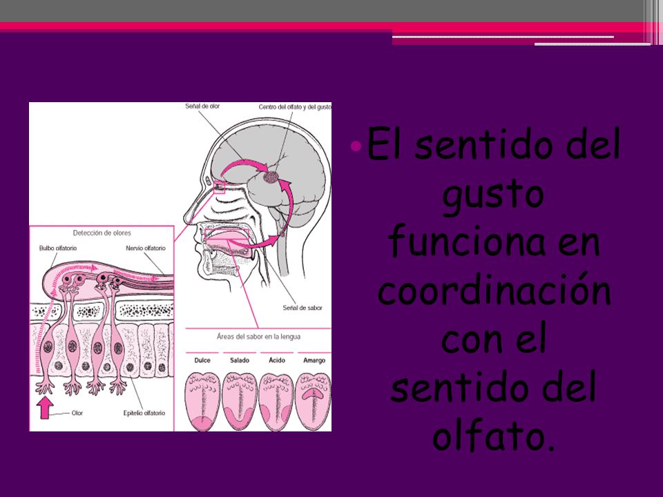 El sentido del gusto funciona en coordinación con el sentido del olfato.