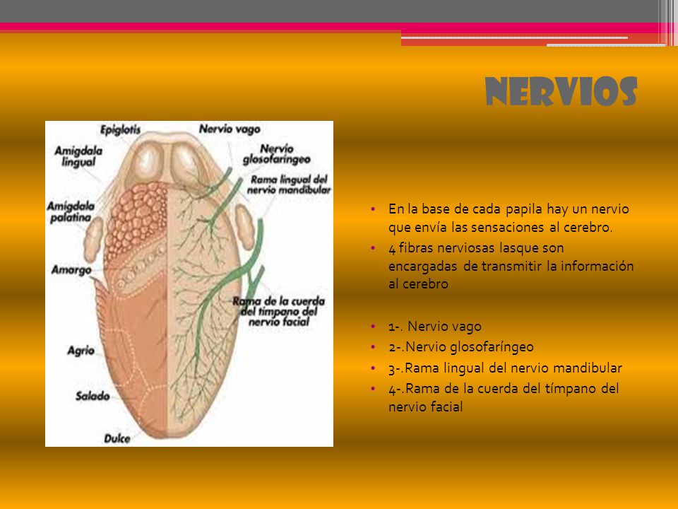 Nervios En la base de cada papila hay un nervio que envía las sensaciones al cerebro.