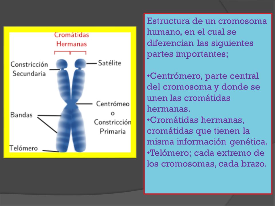 Estructura de un cromosoma humano, en el cual se diferencian las siguientes partes importantes;