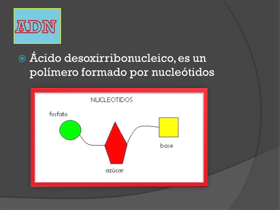 ADN Ácido desoxirribonucleico, es un polímero formado por nucleótidos