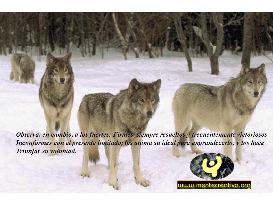 Observa, en cambio, a los fuertes: Firmes, siempre resueltos y frecuentemente victoriosos