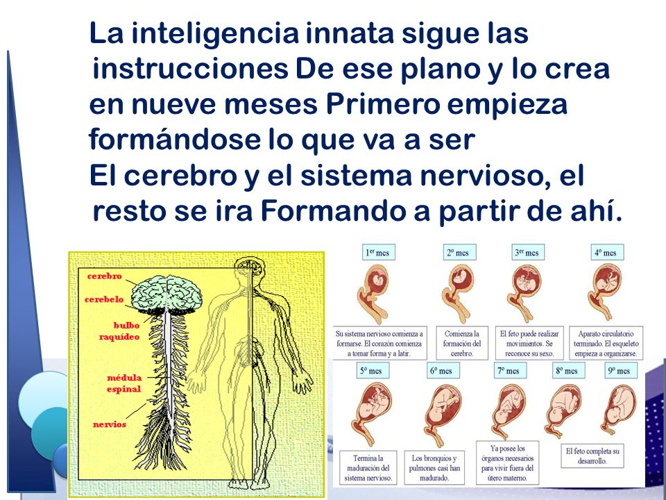La inteligencia innata sigue las instrucciones De ese plano y lo crea