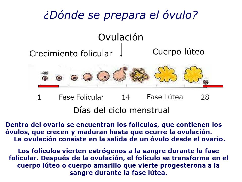 La ovulación consiste en la salida de un óvulo desde el ovario.