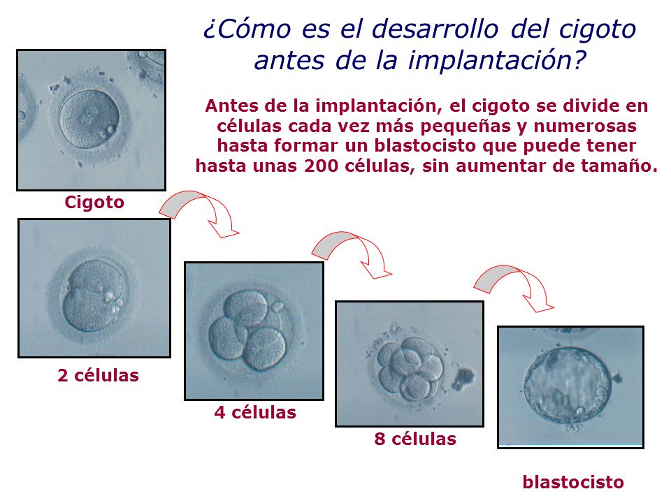 ¿Cómo es el desarrollo del cigoto antes de la implantación