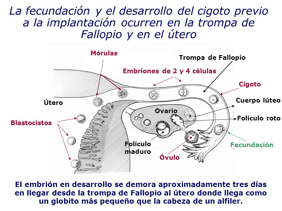 La fecundación y el desarrollo del cigoto previo a la implantación ocurren en la trompa de Fallopio y en el útero
