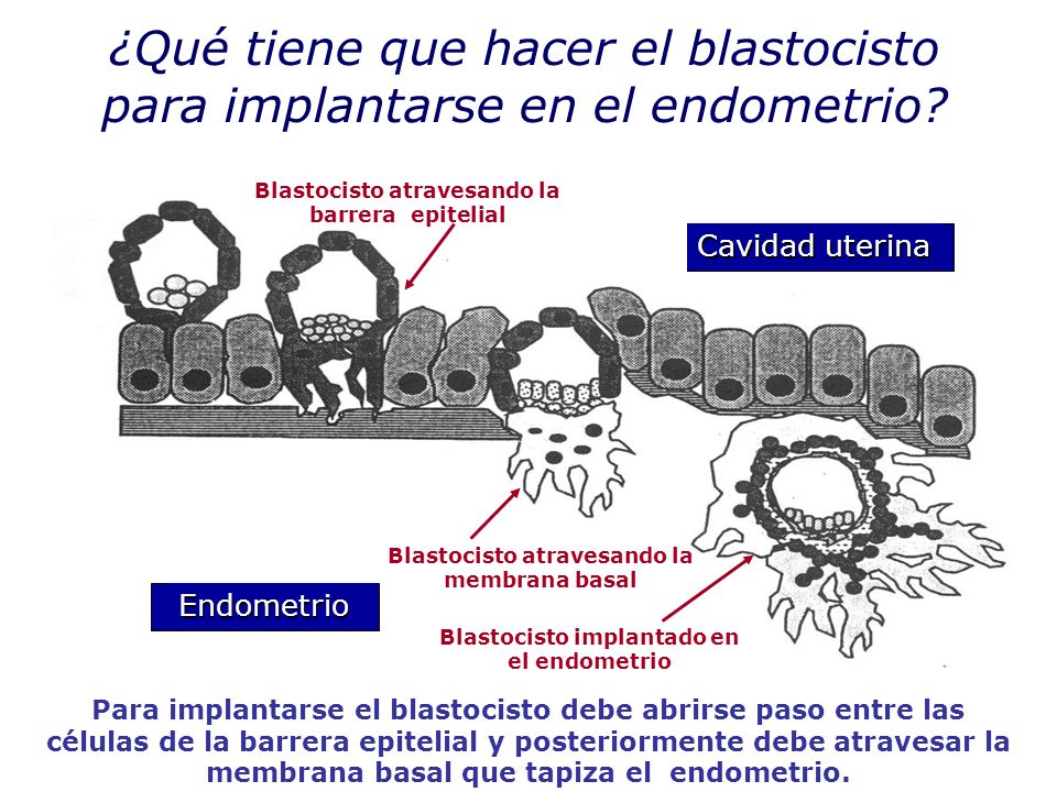 ¿Qué tiene que hacer el blastocisto para implantarse en el endometrio