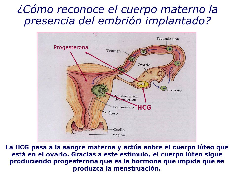 ¿Cómo reconoce el cuerpo materno la presencia del embrión implantado