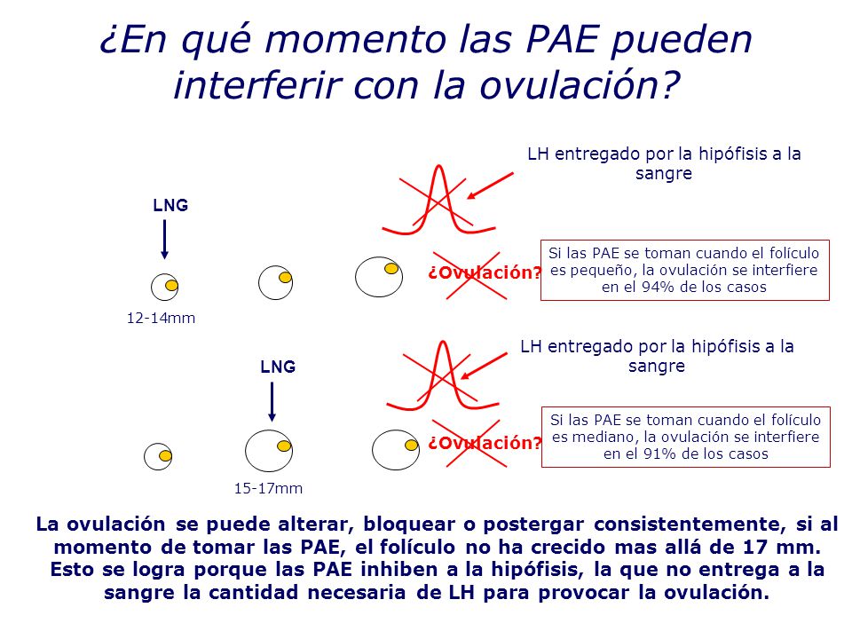 ¿En qué momento las PAE pueden interferir con la ovulación