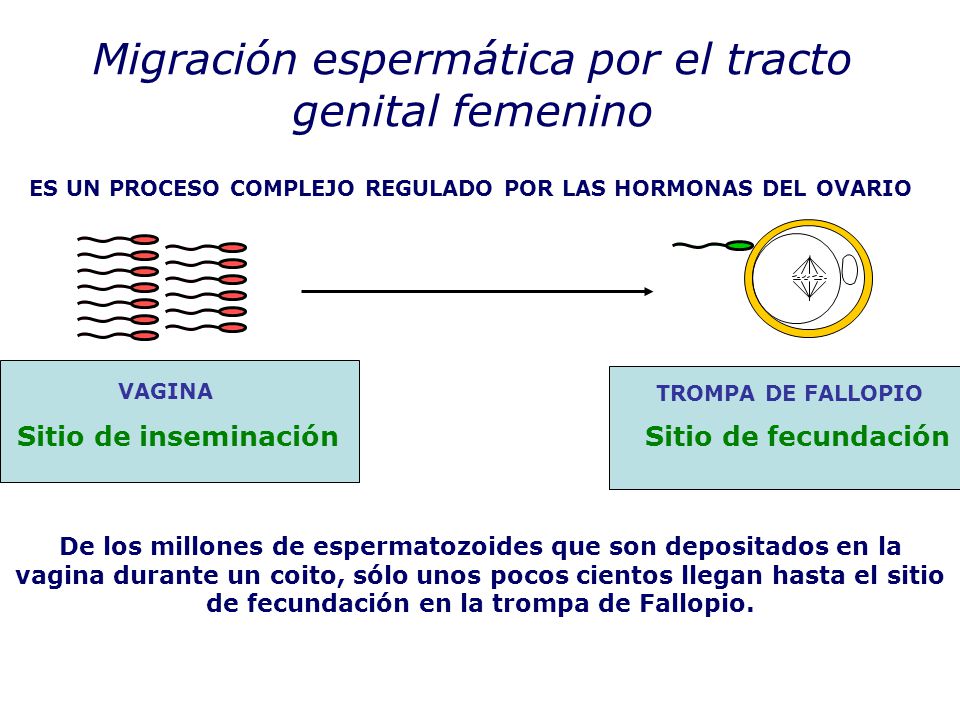 ES UN PROCESO COMPLEJO REGULADO POR LAS HORMONAS DEL OVARIO