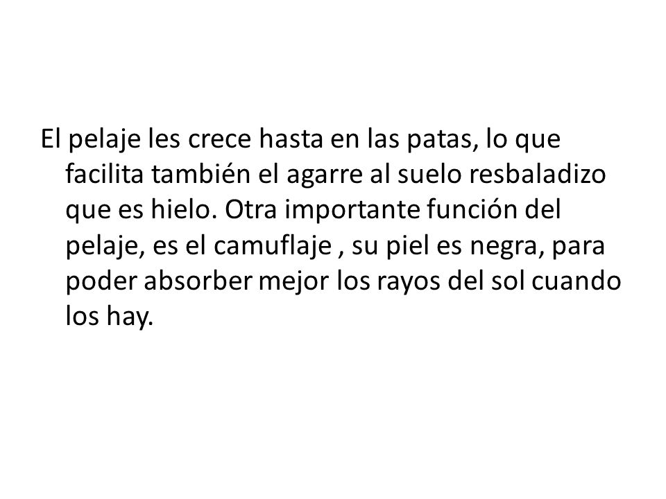 El pelaje les crece hasta en las patas, lo que facilita también el agarre al suelo resbaladizo que es hielo.