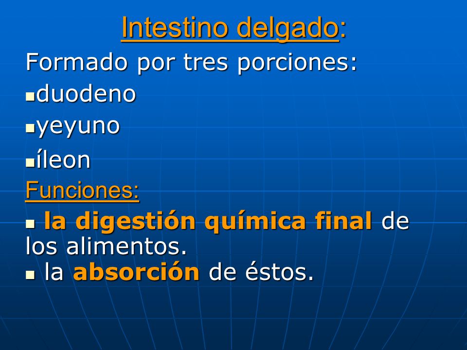 Intestino delgado: Formado por tres porciones: duodeno yeyuno íleon