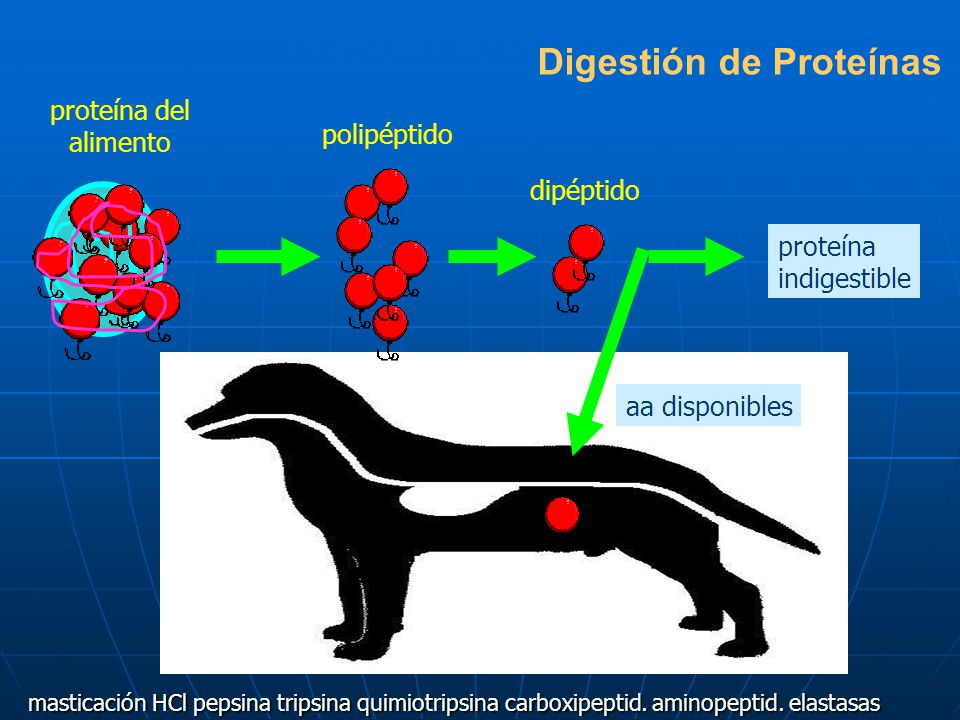 Digestión de la proteína Digestión de Proteínas