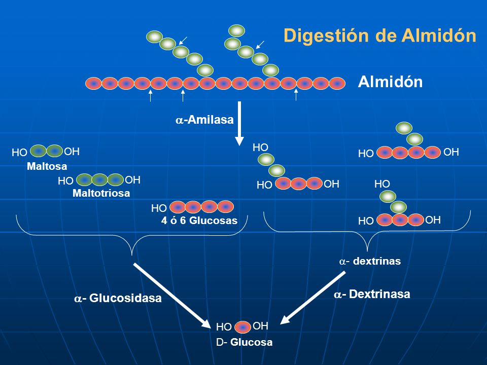 Digestión de Almidón Almidón -Amilasa - Dextrinasa - Glucosidasa HO