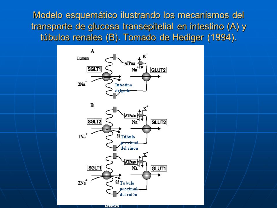 Modelo esquemático ilustrando los mecanismos del transporte de glucosa transepitelial en intestino (A) y túbulos renales (B). Tomado de Hediger (1994).