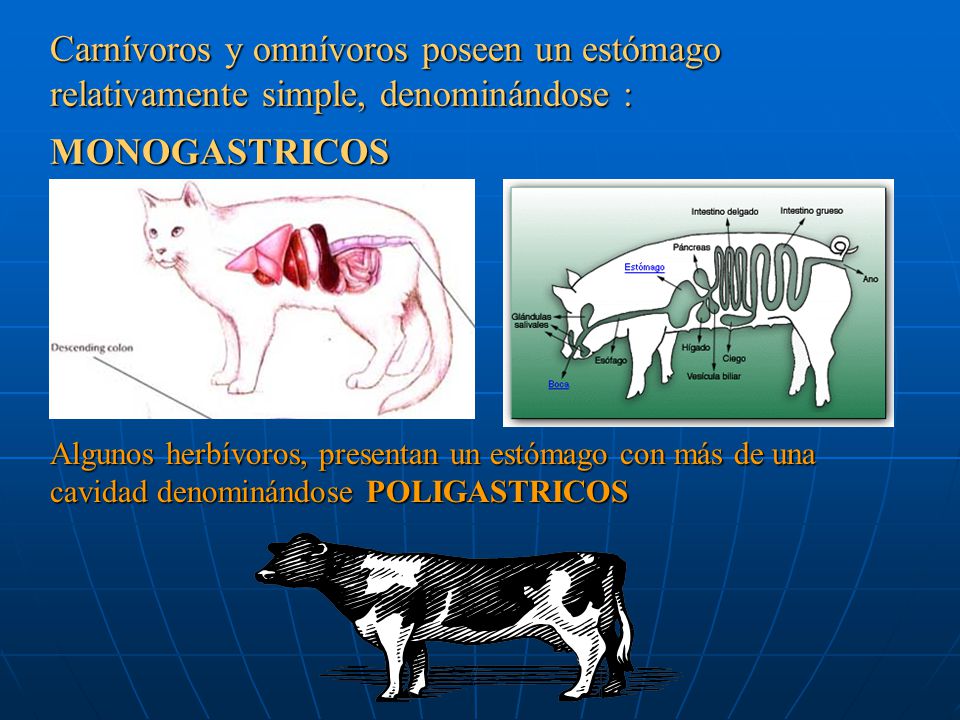 Carnívoros y omnívoros poseen un estómago relativamente simple, denominándose :